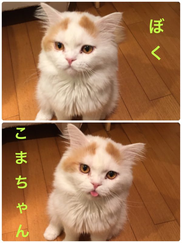 単発ブログ243画像