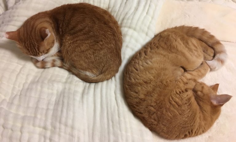 単発ブログ384画像