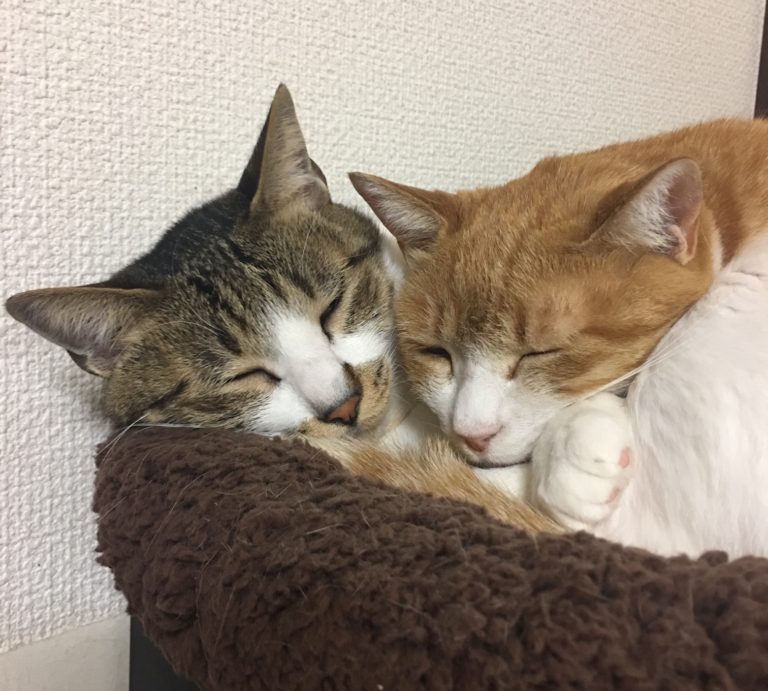 単発ブログ55画像