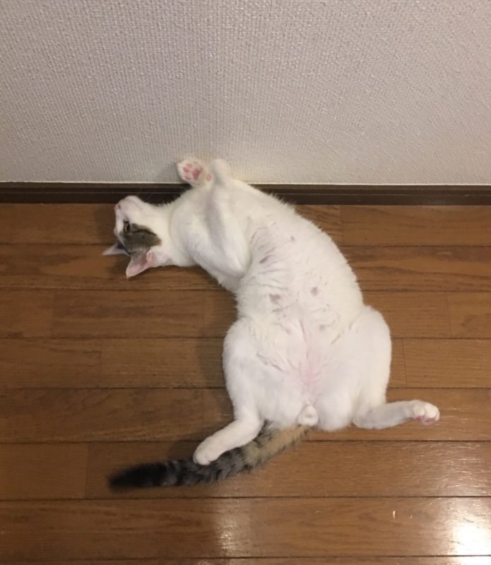 単発ブログ 283画像