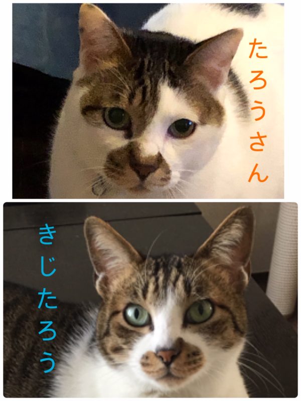 単発ブログ309画像