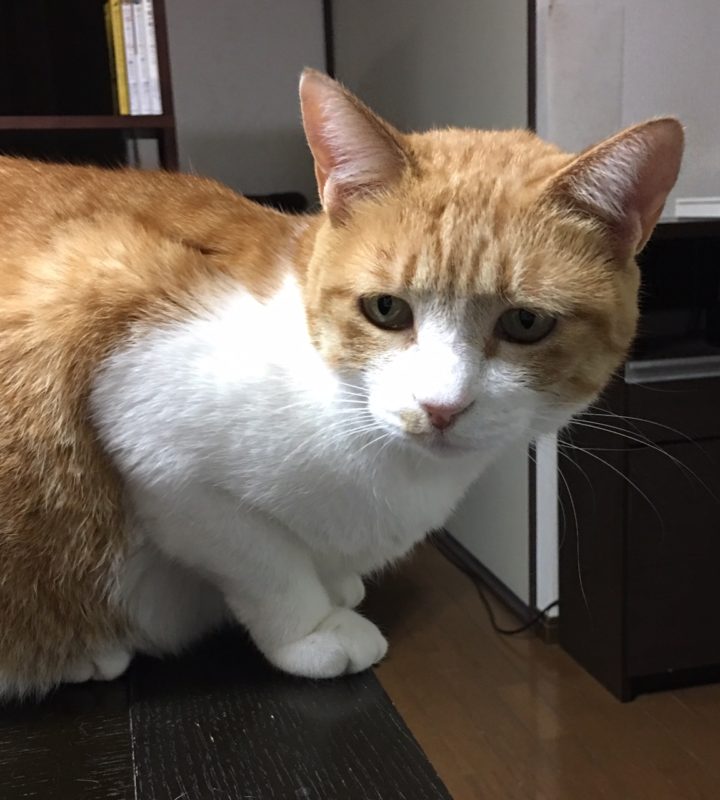 単発ブログ27画像
