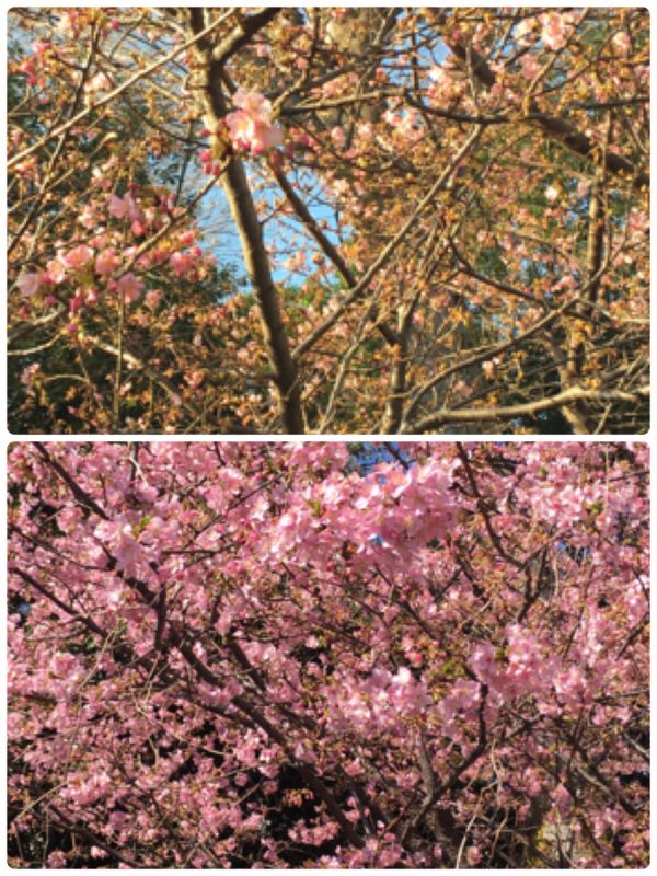 単発ブログ508画像