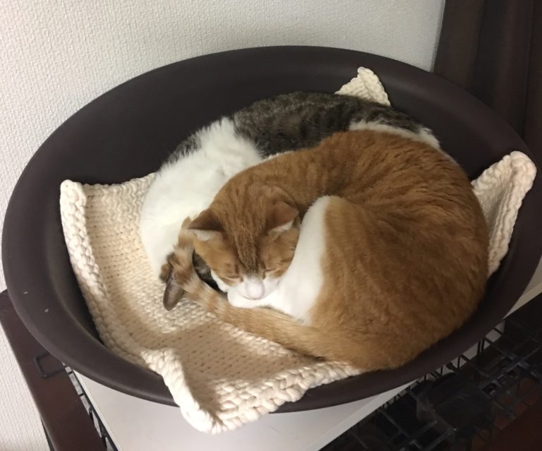 単発ブログ122画像