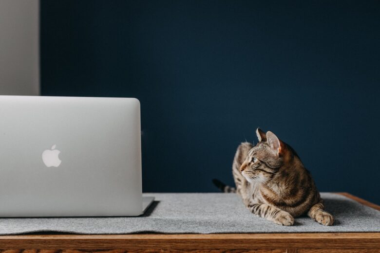 猫がパソコンを見ている写真